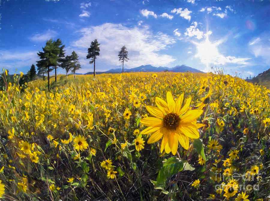 Sunflowers at Sunset Crater Photograph by Marianne Jensen