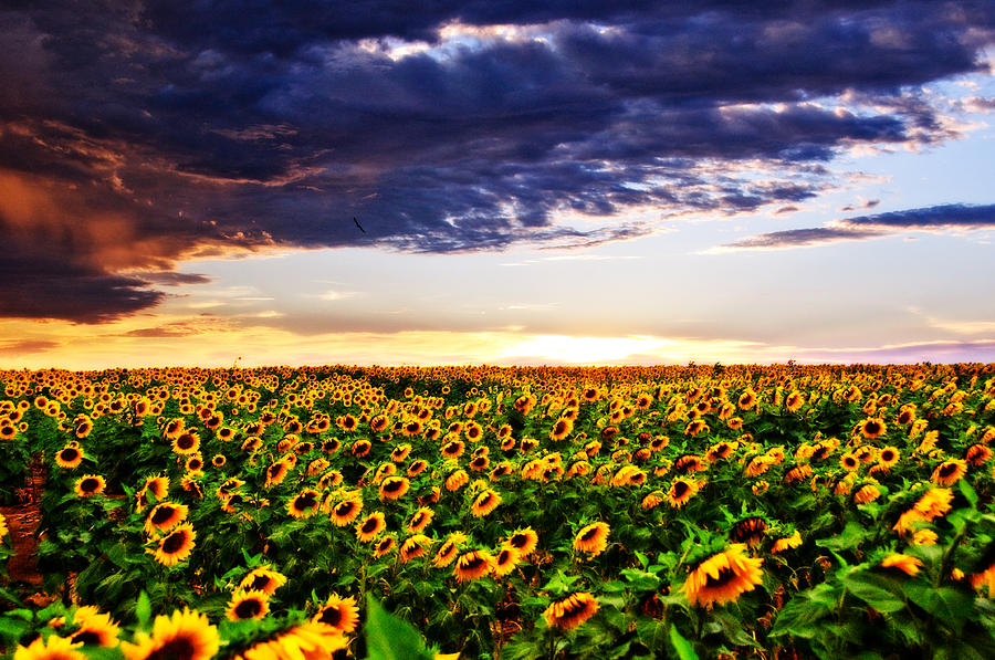 Sunflowers at Sunset Photograph by Eric Benjamin