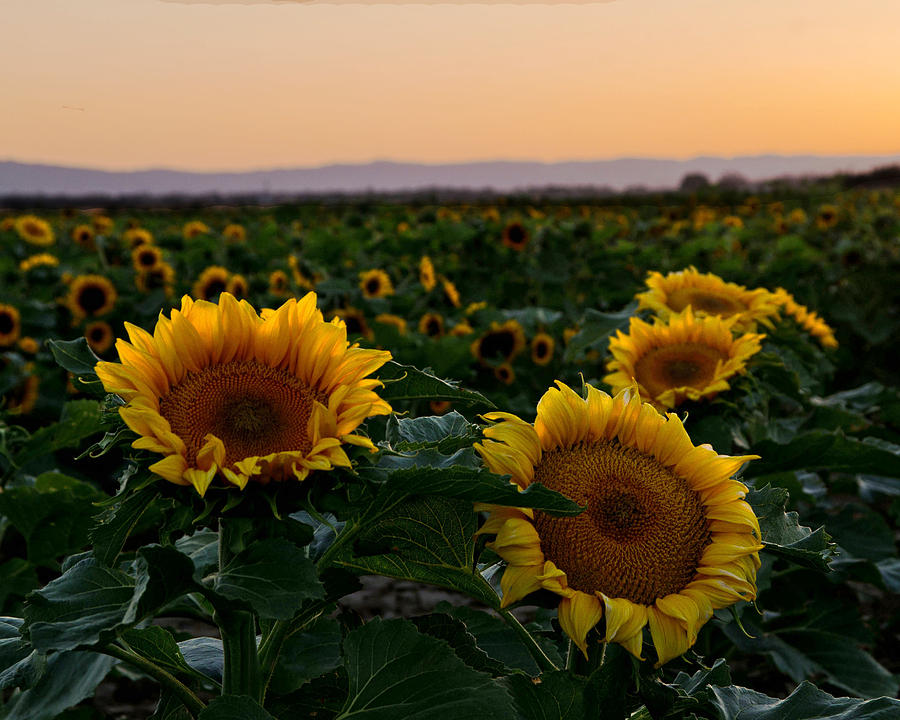 Sunflowers at sunset Photograph by Janet  Kopper