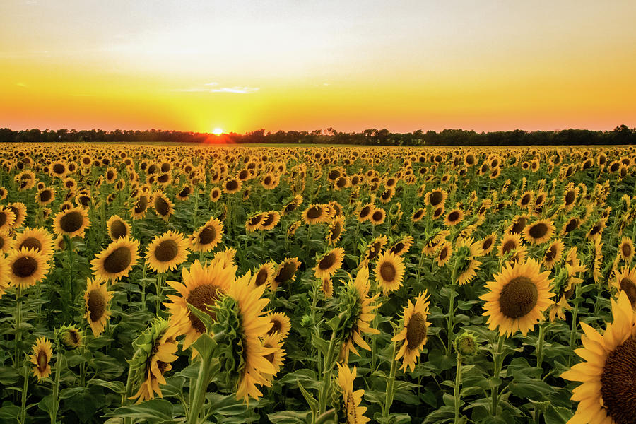 Nature Photograph - Sunflowers at Sunset by Jay Stockhaus