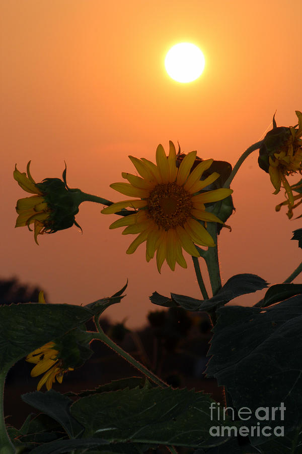 Sunflowers At Sunset Photograph by Kathy  White