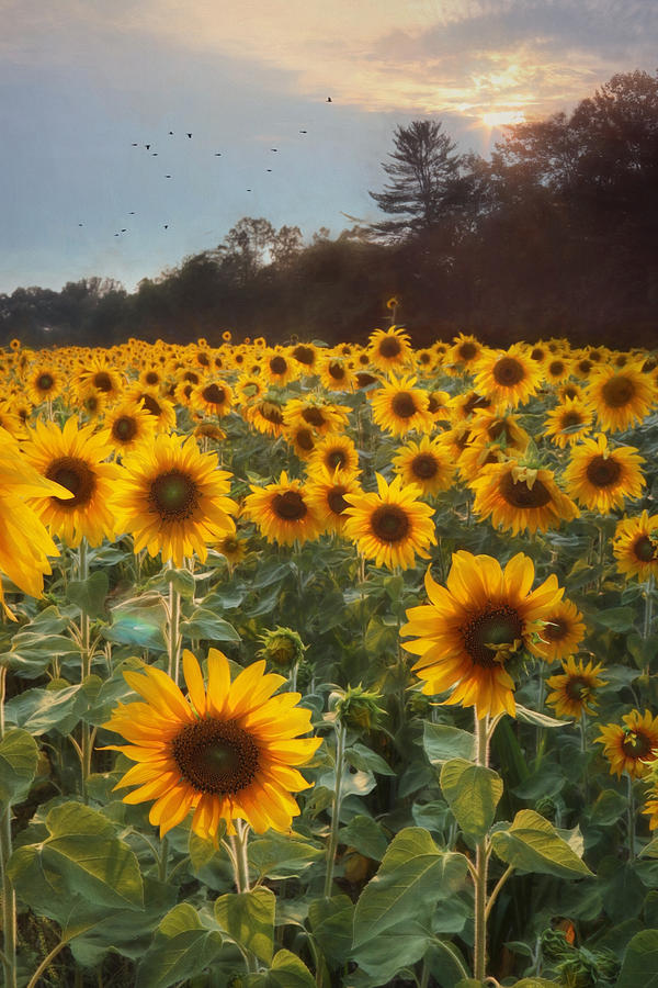 Sunflower Photograph - Sunflowers at Sunset by Lori Deiter