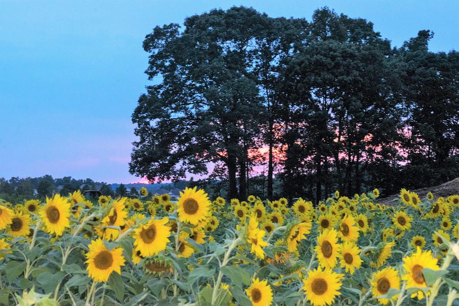 Sunflowers at Sunset Photograph by Mary Ann Artz