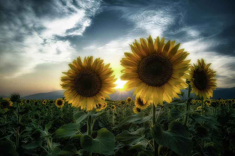 Sunflowers at sunset Photograph by Plamen Petkov