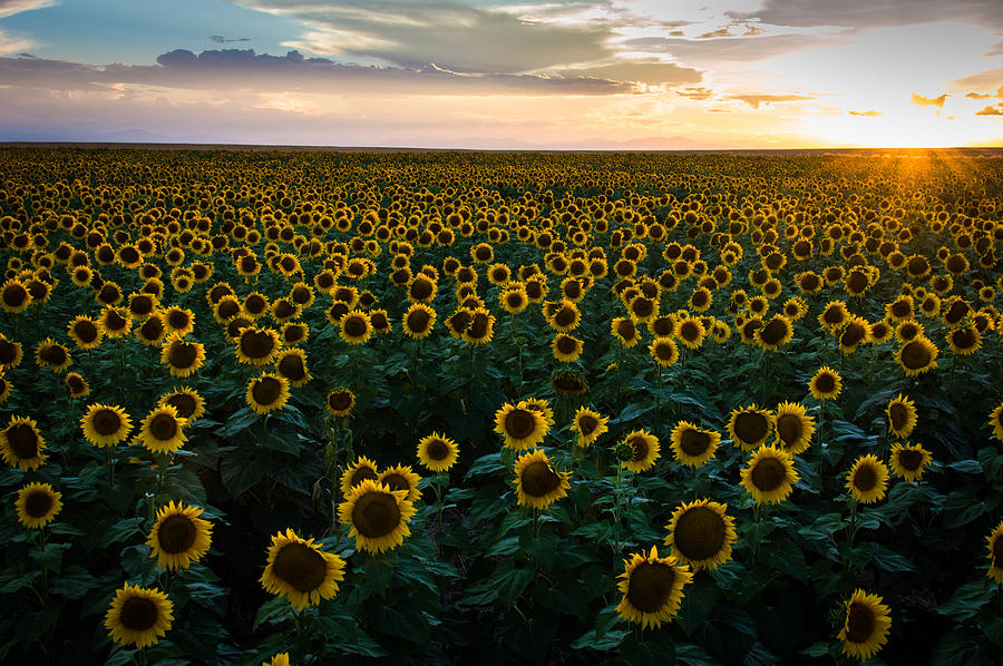 Sunflowers at Sunset Photograph by Stephen Holst