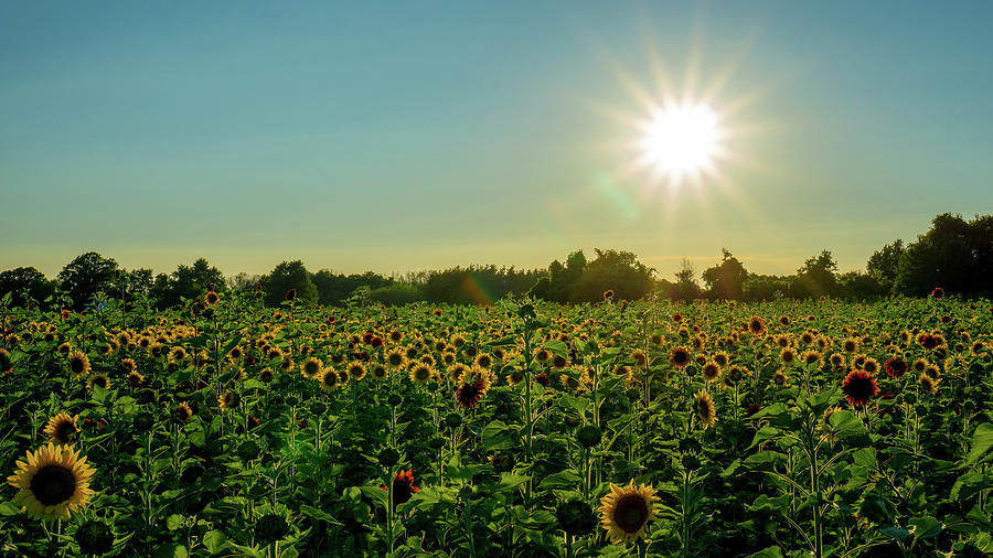 Sunflowers at sunset Photograph by Thomas Mroz - Fine Art America