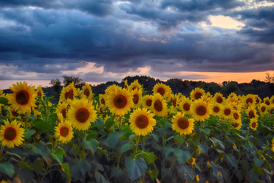 Sunflowers At Sunset Photograph by Tricia Marchlik