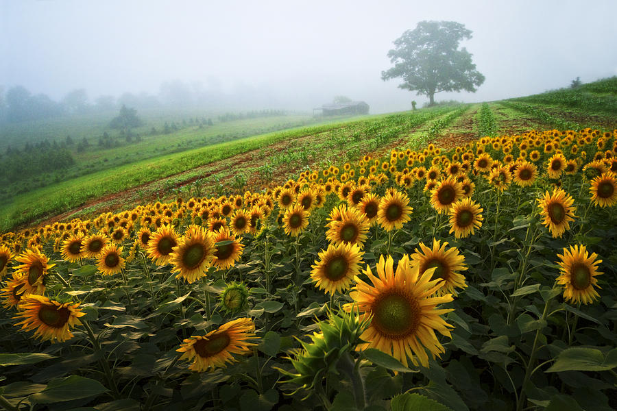 Barn Photograph - Sunflowers at the Farm by Debra and Dave Vanderlaan