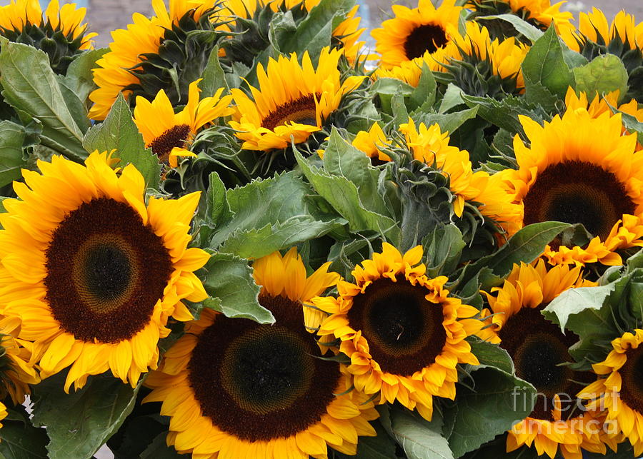 Flower Photograph - Sunflowers at the Market by Carol Groenen