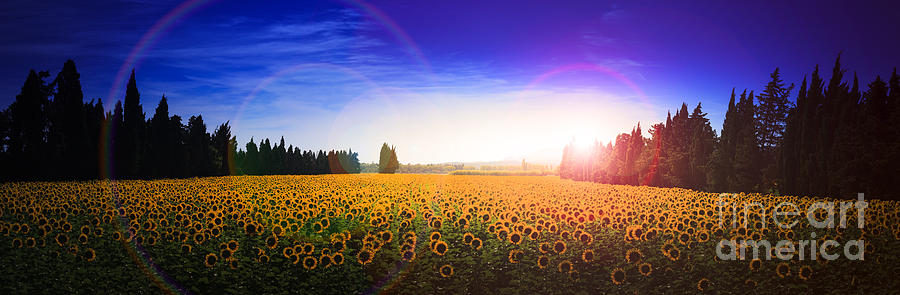 Sunflowers await the morning sun Photograph by Peter Noyce