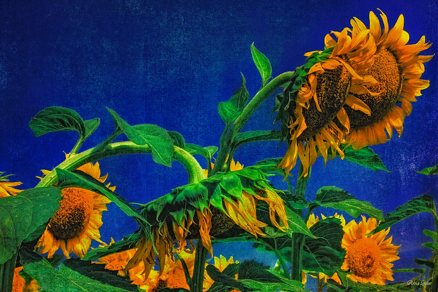 Sunflowers Awakening Photograph by Anna Louise