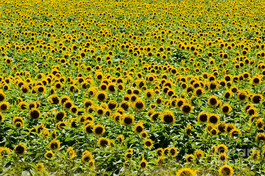Sunflowers Photograph by B. G. Thomson