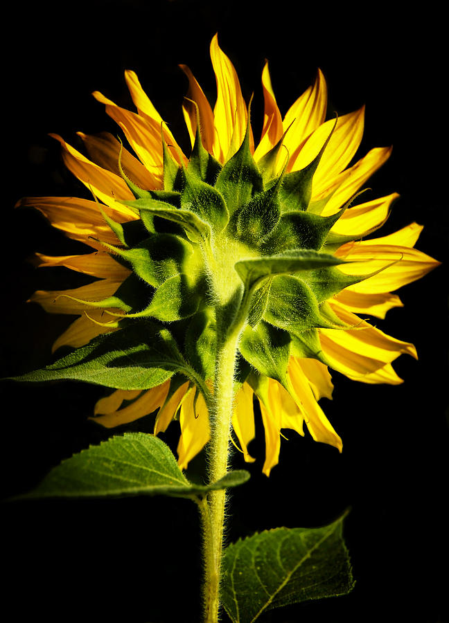 Sunflowers back Photograph by Peg Runyan
