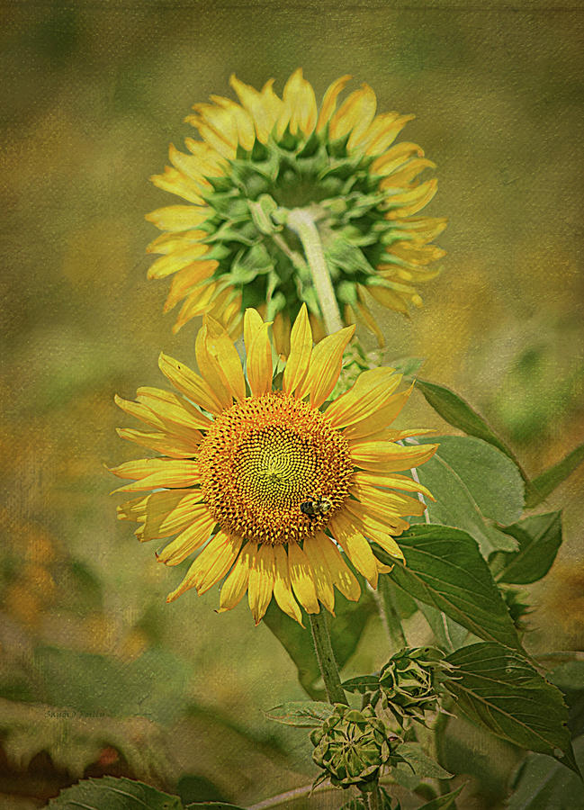 Sunflowers Back to Back By Sandi O Reilly Photograph by Sandi OReilly