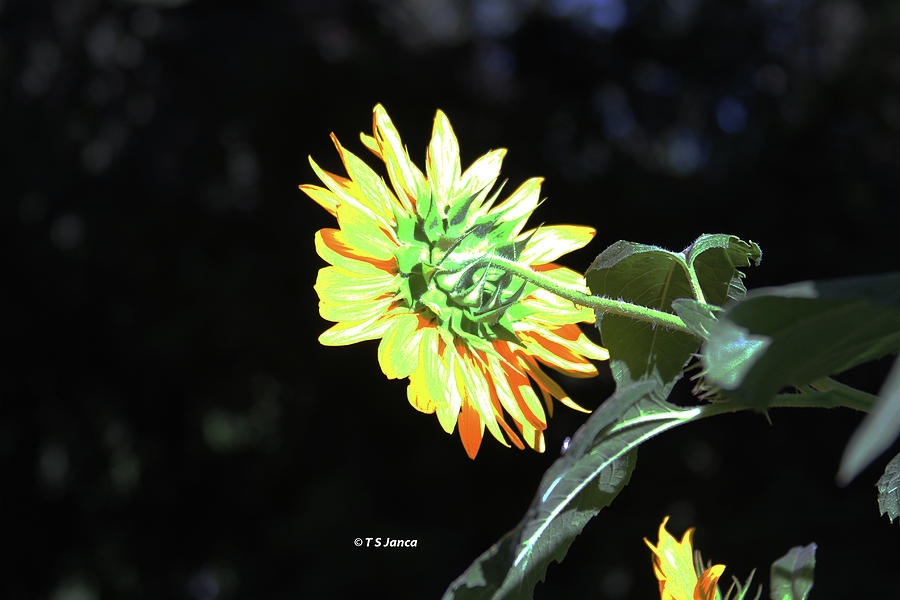 Sunflowers Backside Digital Art by Tom Janca