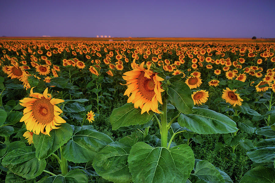 Sunflowers Before Dawn Photograph by John De Bord