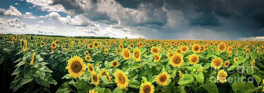 Sunflowers Before The Storm Photograph