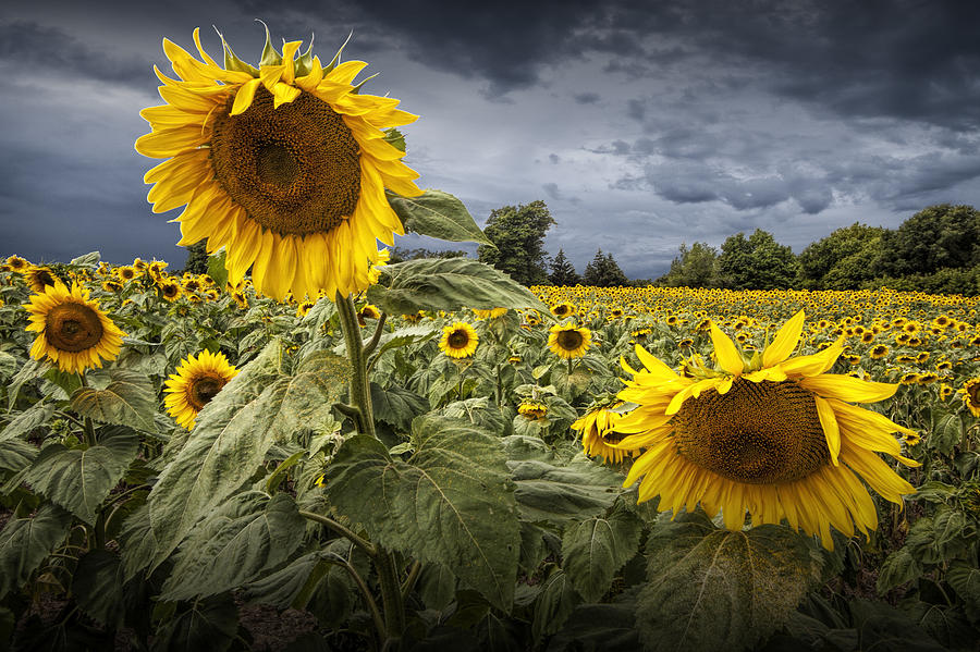 Sunflowers Blooming in a Field Photograph by Randall Nyhof