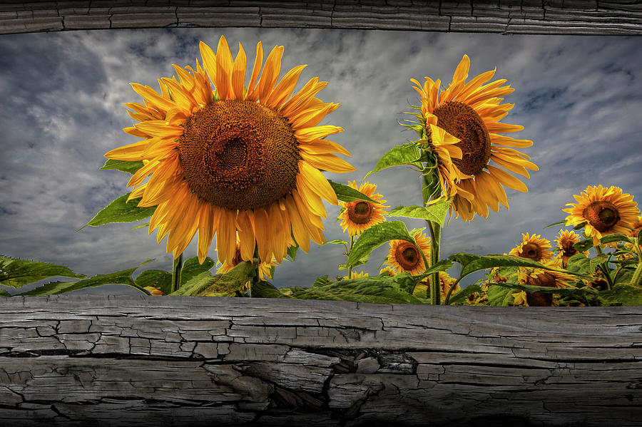 Sunflowers Blooming in a Field seen between Fence Rails Photograph by Randall Nyhof