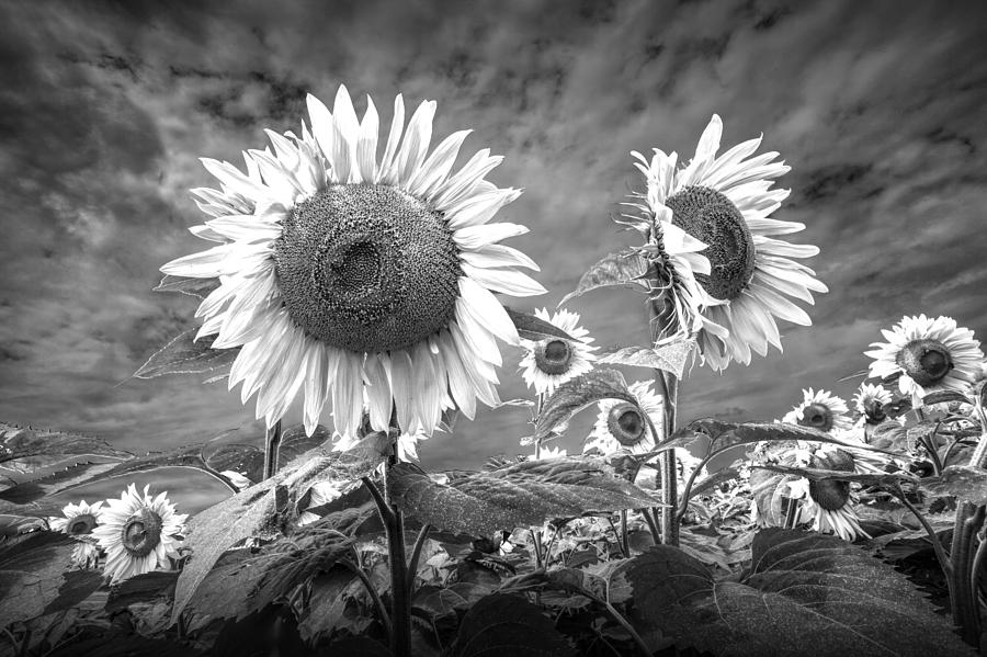 Sunflowers Blooming in Black and White Photograph by Randall Nyhof