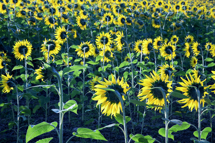Sunflowers Blooming In Field In Early Morning Sun Photograph