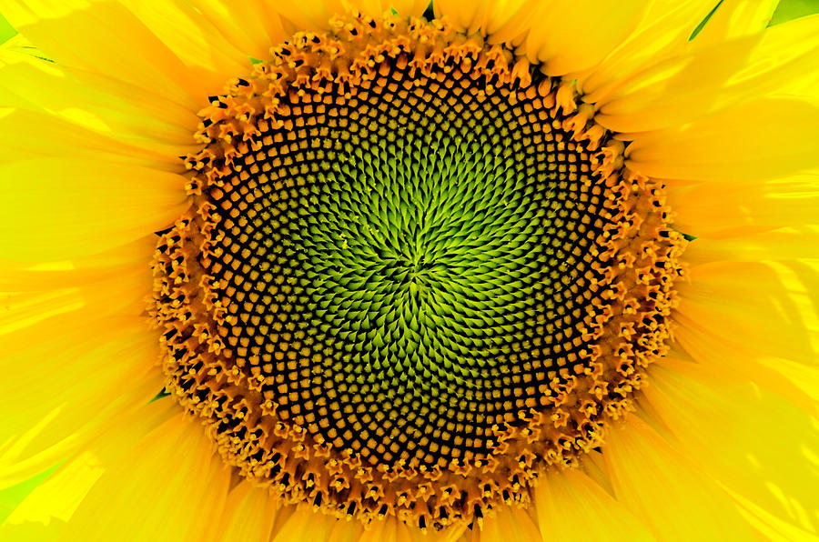 Sunflowers bulls eye... Photograph by Wolfgang Stocker