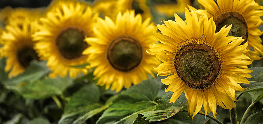 Sunflowers Photograph by CA  Johnson