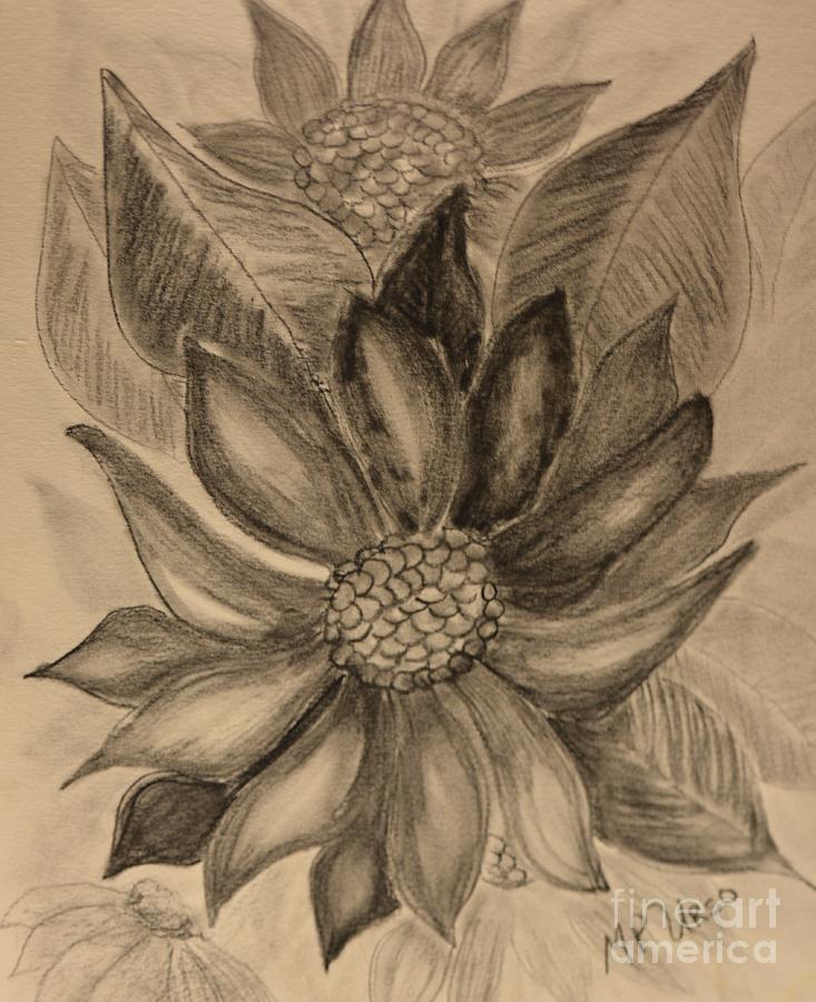Sunflowers - Charcoal Drawing by Maria Urso