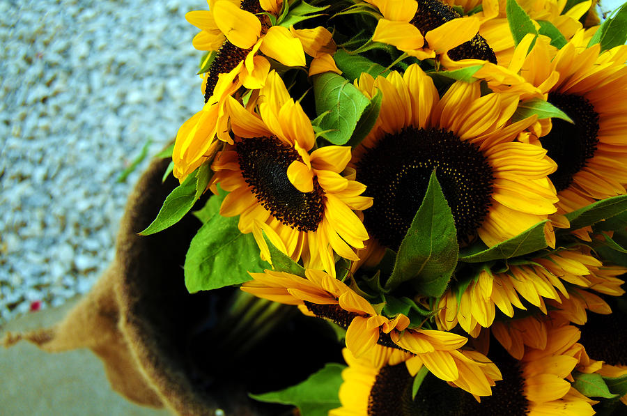 Sunflowers Photograph by Christine Slattery-Friberg - Fine Art America