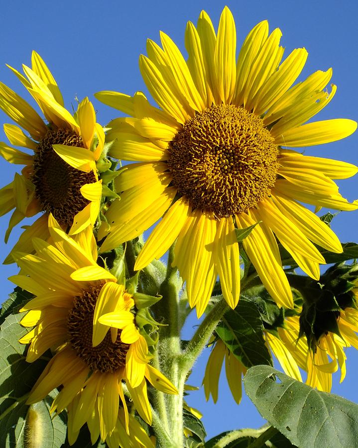 Sunflowers And Blue Sky Photograph by Cindy Treger