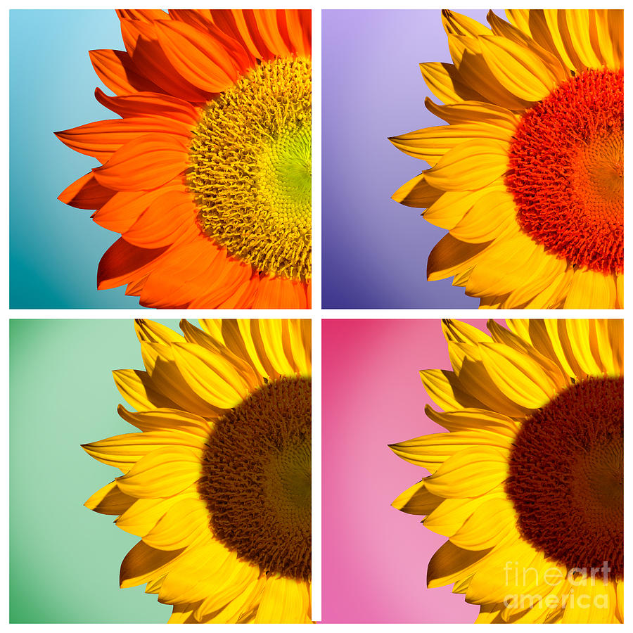 Nature Photograph - Sunflowers Collage by Mark Ashkenazi
