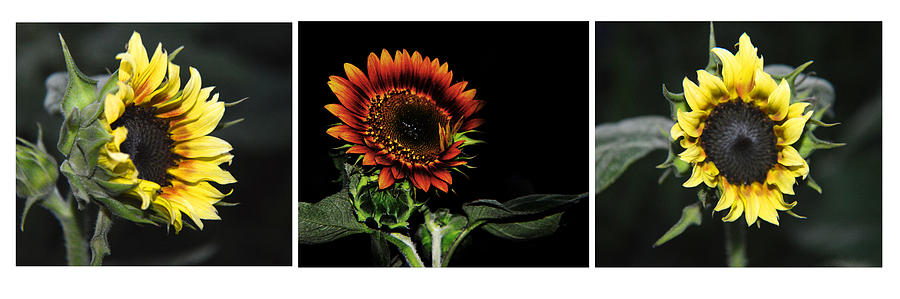 Flower Photograph - Sunflowers Collage by Tina M Wenger