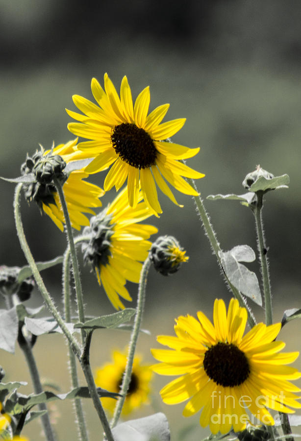 Sunflowers Colorized Photograph by Toma Caul