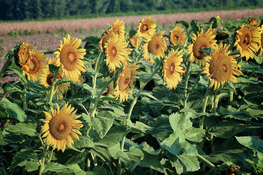 Sunflowers Columbia River Bottoms GRK8175_07092018 Photograph by Greg Kluempers