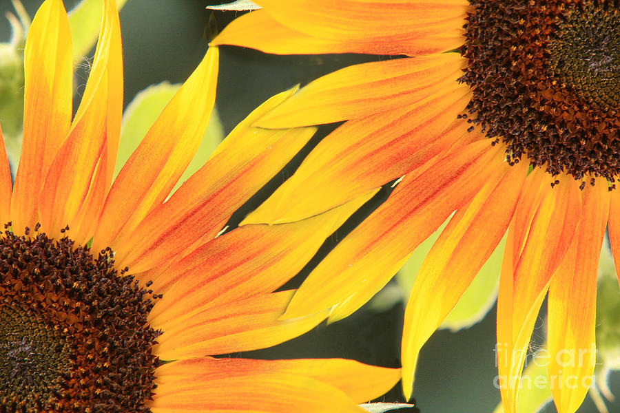 Flower Photograph - Sunflowers Corners by James BO Insogna