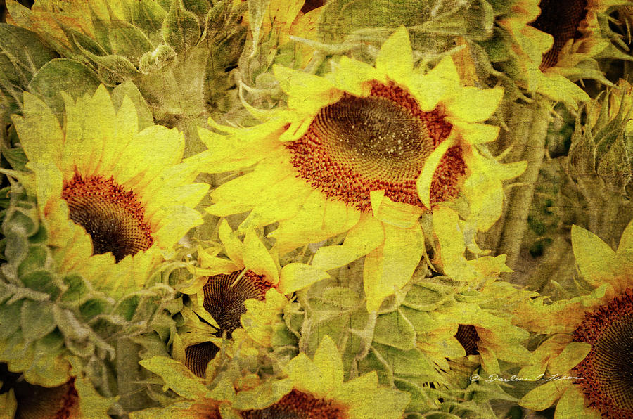 Flower Digital Art - Sunflowers by Darlene Freas