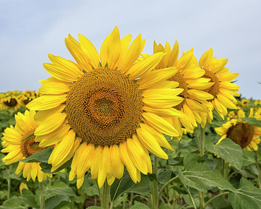 Sunflowers Photograph by Deborah Ritch
