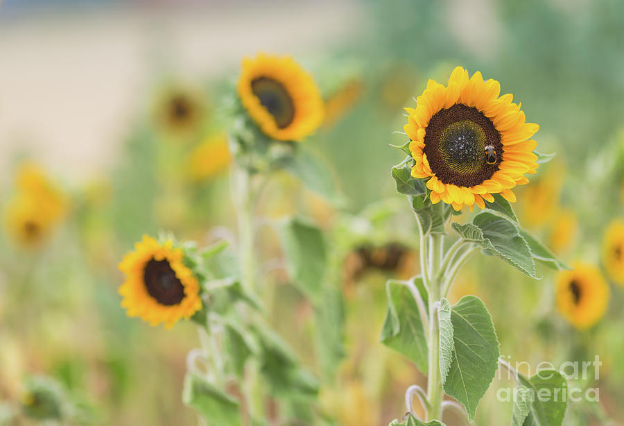 Sunflowers Delight Photograph by Eva Lechner