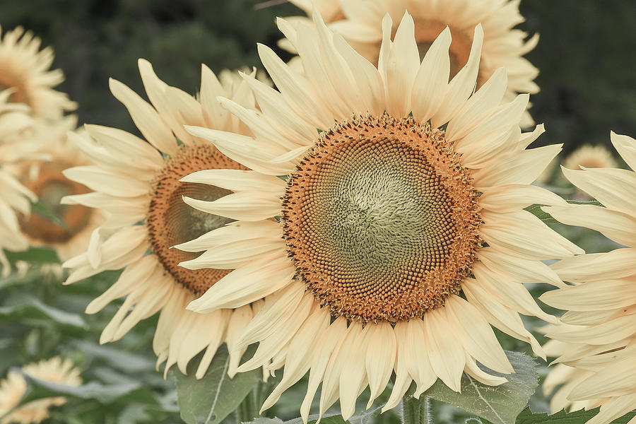 Sunflowers Detail by Amanda Rimmer Sunflowers Detail by Amanda Rimmer