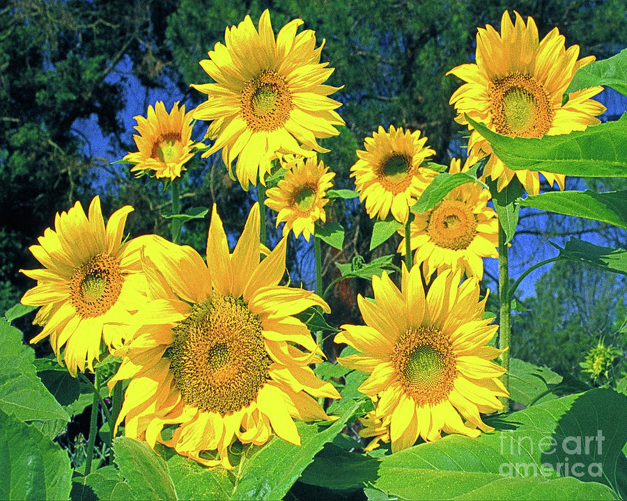 Sunflowers Photograph by Don Schimmel