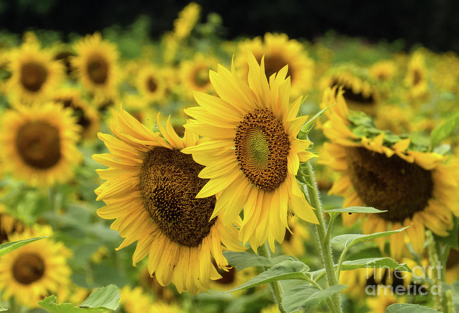 Sunflowers Photograph by Douglas Stucky