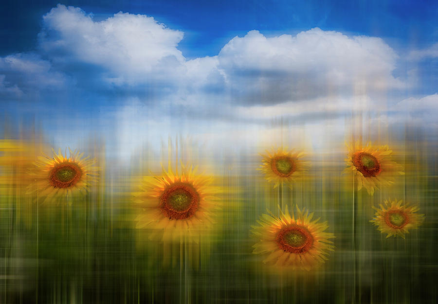 Sunflowers Dreamscape Photograph by Debra and Dave Vanderlaan