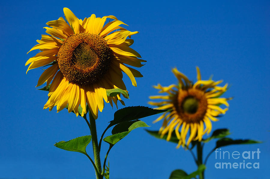 Sunflowers Photograph by Edward Sobuta