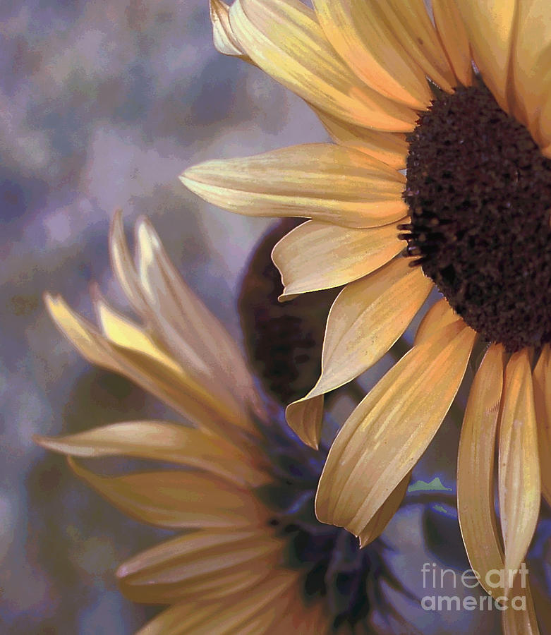  Faded Sunflowers  Mixed Media by Elaine Manley