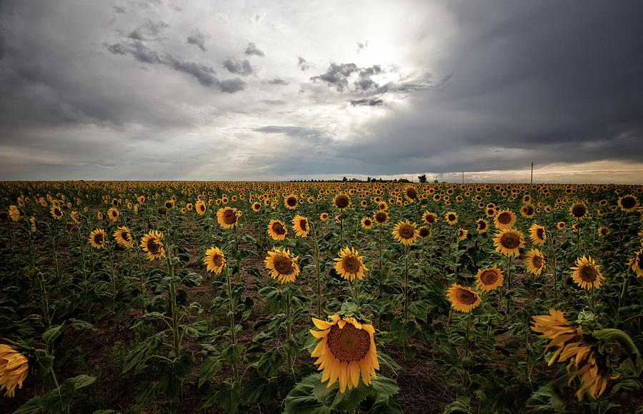 Sunflowers Photograph by Elin Skov Vaeth