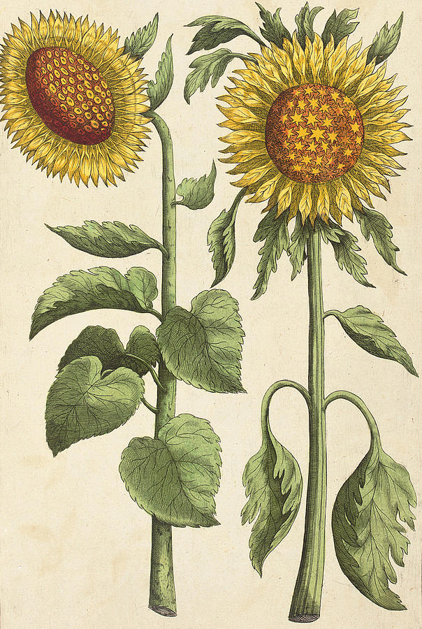 Sunflowers Illustration from Florilegium Drawing by Emanuel Sweert ...