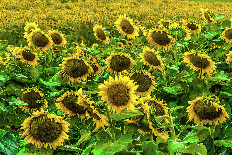 Sunflowers Everywhere Photograph by Eric Albright