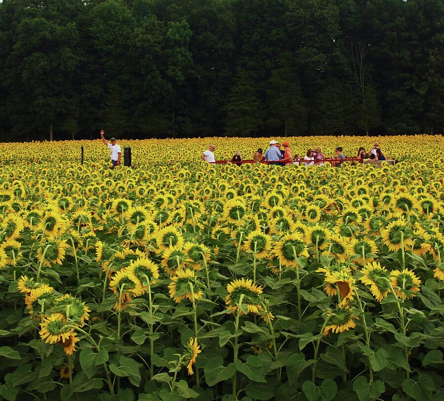 Sunflowers everywhere Photograph by John Scates