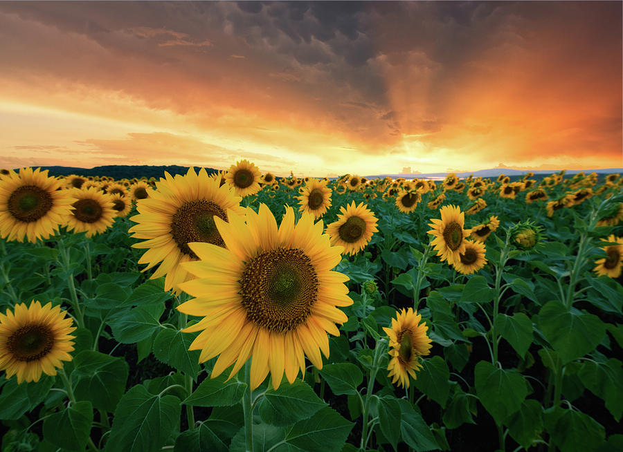 Sunflowers expect the sunset, before the summer storm Photograph by ...