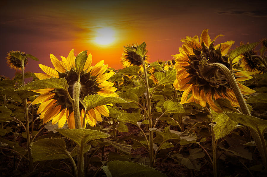 Sunflowers facing the Sunset Photograph by Randall Nyhof